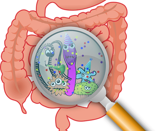 animation of the anatomy of the digestion tract for gut health with bacteria inside