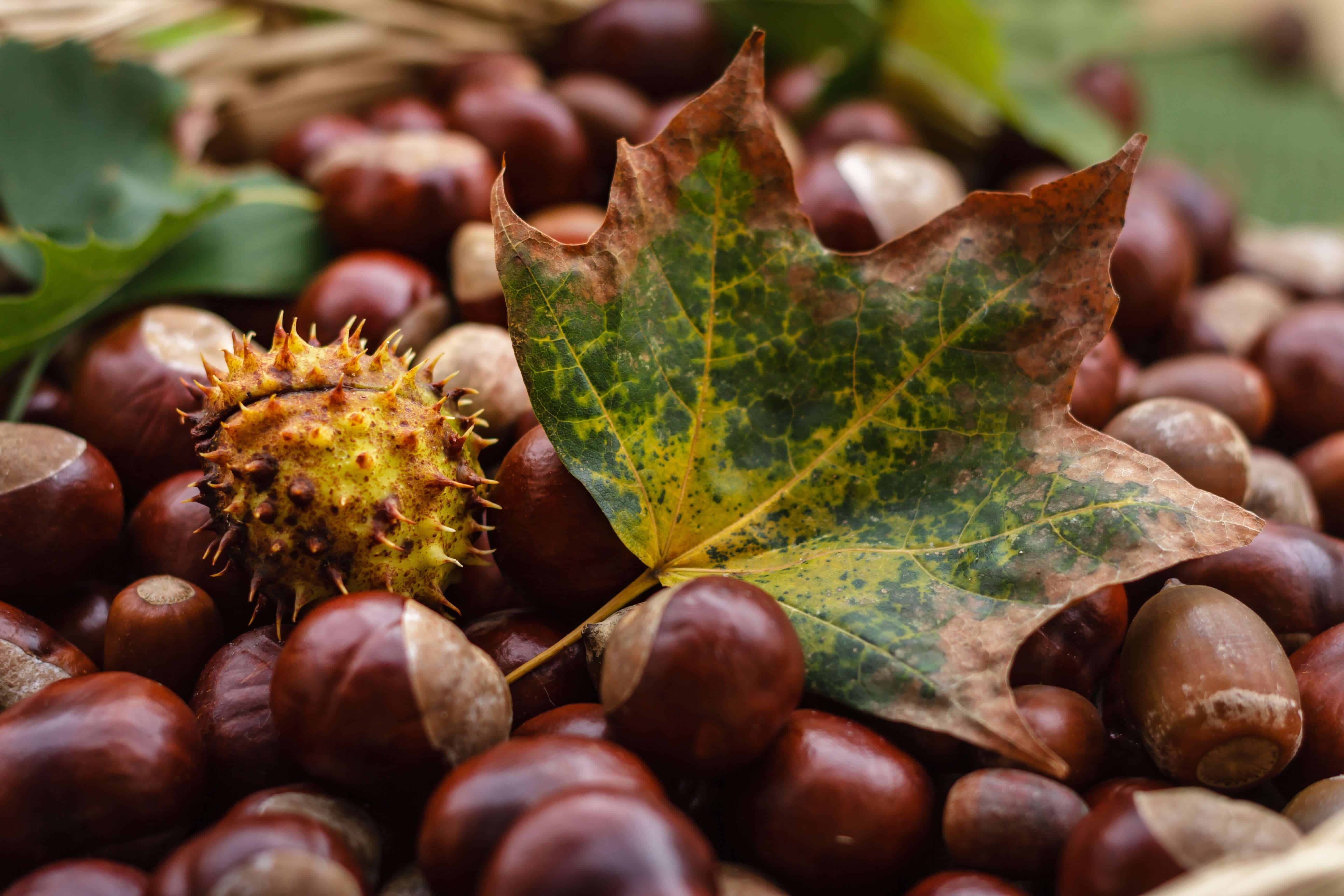 Image-of-winter-season-foods