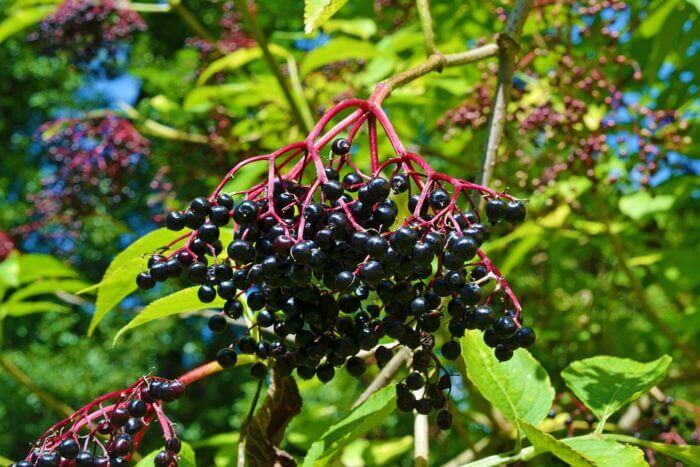 Elderberry-winter-fruits-image